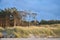 Pine forest on the beach on the Darss. White sand on the west beach. Cloudy sky