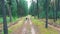 Pine forest with a bike rider moving through it