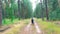 Pine forest with a bike rider moving through it