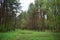 Pine forest. Birch grove. A clearing of green grass. Woodlands. The path. The sky is in the clouds