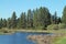 Pine Forest Bordering a Wetland Pond