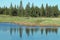 Pine Forest Bordering a Wetland Pond