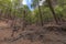 Pine forest at Caldera de Taburiente National Park. Viewpoint La Cumbrecita, La Palma, Canary Island, Spain