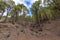 Pine forest at Caldera de Taburiente National Park. Viewpoint La Cumbrecita, La Palma, Canary Island, Spain