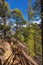 Pine forest at Caldera de Taburiente National Park. Viewpoint La Cumbrecita, La Palma, Canary Island, Spain