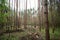 In a pine forest on a clearing cut down, trees.  Logging, branches. The grass is green around tall slender trees. Passage