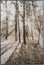 Pine forest with contrasting sunlight. Art baryta print photography on paper