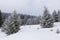 Pine forest covered with snow