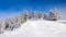 Pine forest covered in snow