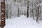 Pine forest covered with snow