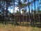 Pine forest in Crimea. light forest of pines