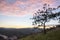 Pine forest in Da Lat