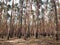 Pine forest damaged by fire fire burned undergrowth and tree trunks, however, trees grow and nothing happened to them tanned trunk