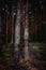 Pine forest, dark woodland. Enchanted forest