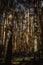 Pine forest, dark woodland. Enchanted forest