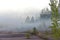 Pine forest in dense fog