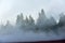 Pine forest in dense fog