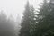 Pine forest in dense fog