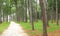 Pine forest and dirt path