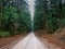 Pine forest with dirt road