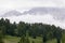 Pine forest and Dolomites covered in dense fog