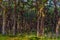 Pine forest on dunes, Ecoregion pine wasteland, Cape Cod Massachusetts, US