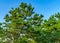 Pine forest on dunes, Ecoregion pine wasteland, Cape Cod Massachusetts, US