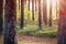 Pine forest in early morning in autumn