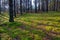 Pine forest in the early morning. Long shadows at dawn in the coniferous forest