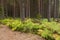 Pine forest with fern leaves by the road