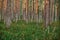 Pine forest in Finland. Sunny summer day. Finnish nature