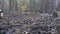 Pine Forest After the Fire, Burnt Ground, Charred Trees