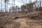 Pine forest after a fire, disaster, fire burned trees