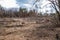 Pine forest after a fire, disaster, fire burned trees