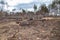 Pine forest after a fire, disaster, fire burned trees