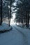 Pine Forest Glow: Sun-Kissed Boughs in Snowy Splendor. Garciema Pludmale, Latvija