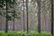 Pine forest with green ferns underneath trees