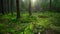 Pine forest ground covered with a dense layer of moss