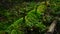 Pine forest ground covered with a dense layer of moss