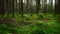 Pine forest ground covered with a dense layer of moss