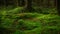 Pine forest ground covered with a dense layer of moss