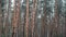 Pine Forest During Heavy Rain, Trunks and Crown Trees Through Raindrops