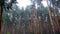 Pine Forest During Heavy Rain, Trunks and Crown Trees Through Raindrops