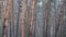 Pine Forest During Heavy Rain, Trunks and Crown Trees Through Raindrops