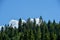 Pine forest hiding the fluffy clouds