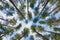 Pine forest. High pines and sky.