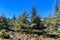 Pine forest on hiking trail to peak Torrecilla