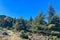 Pine forest on hiking trail to peak Torrecilla