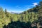 Pine forest on hiking trail to peak Torrecilla