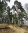 The pine forest with its powerful roots keeps the sand dunes